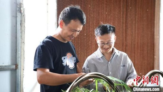 新农人黄思福(左)给兔子喂草。肖亚湘 摄